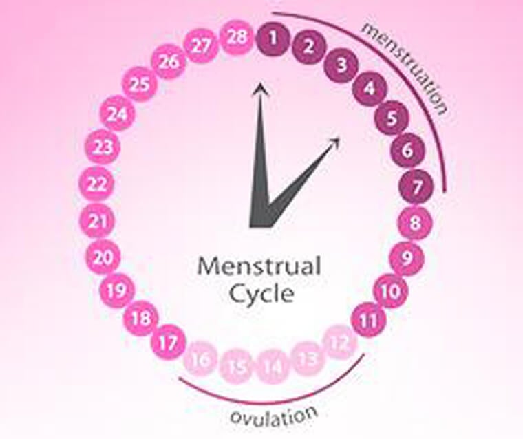 Ovulation Calculator Understand What is Ovulation & Fertility Cycle